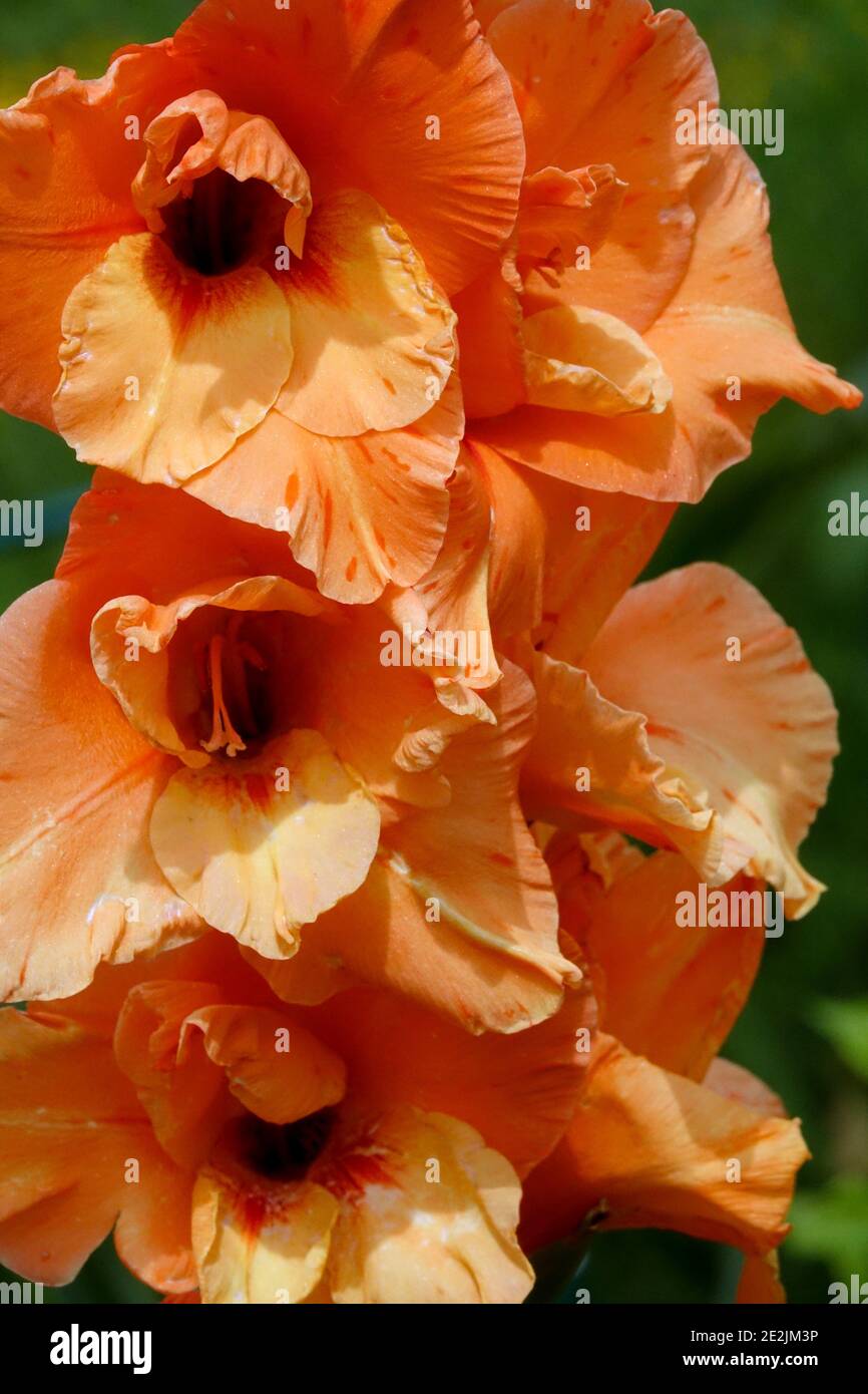 Fleur de gladiolus d'orange, fleurs d'orange Banque D'Images