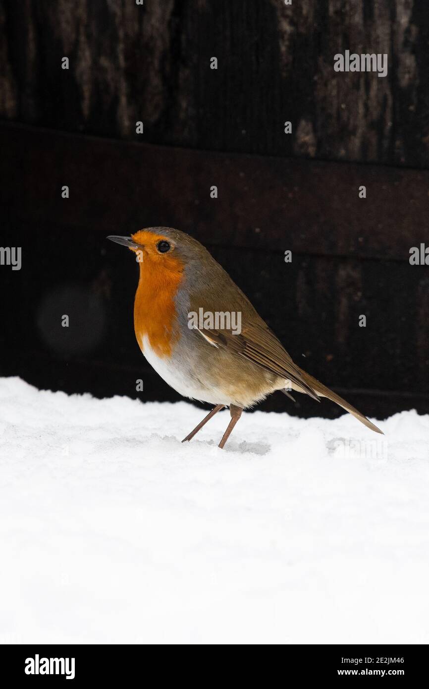 oiseau-robin (erithacus rubecula) debout dans la neige devant le baril de whisky en hiver - Écosse, Royaume-Uni Banque D'Images
