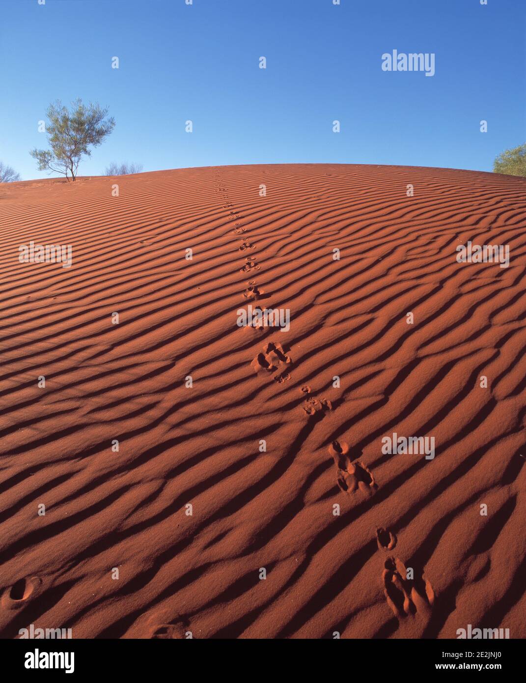 Australie. Queensland. Désert de Simpson. Pistes animales dans les dunes de sable rouge. Banque D'Images