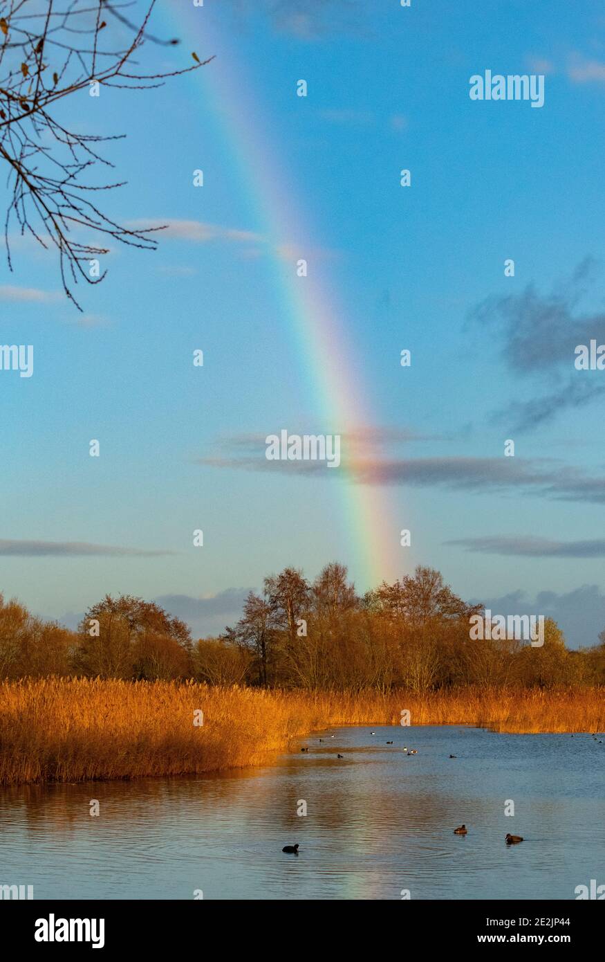 Arc-en-ciel au-dessus du lac et lit à roseaux à Ham Wall, niveaux de Somerset. Banque D'Images