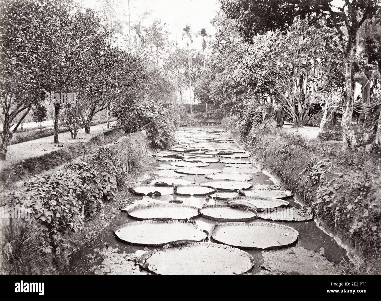 Photographie vintage du XIXe siècle : énormes coussins de nénuphars dans les jardins botaniques, Bogor, Buitenzorg, Java, Indonésie, vers 1880. Banque D'Images