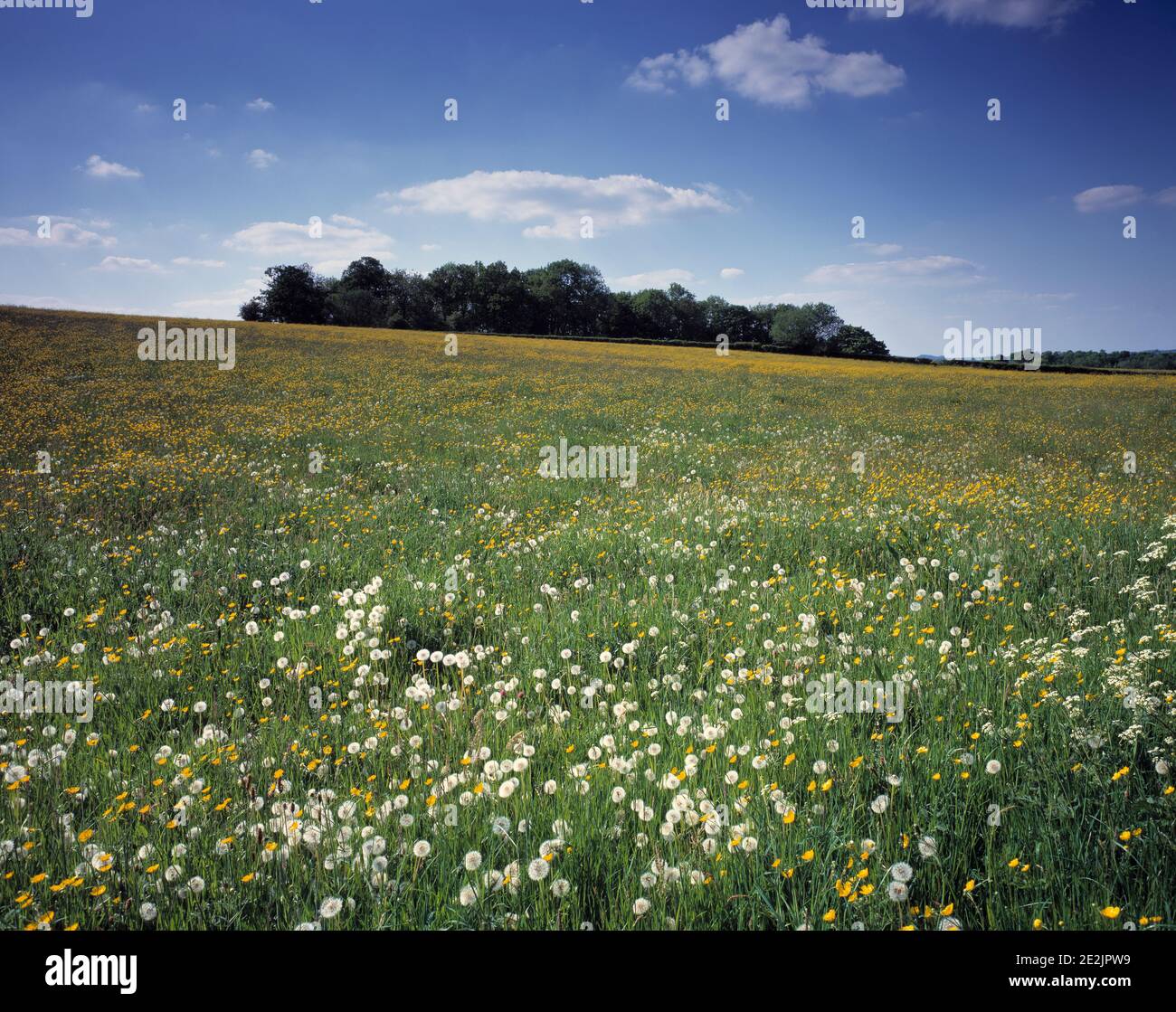 Royaume-Uni. Angleterre. Herefordshire. Près de Ledbury. Prairie en pente. Banque D'Images