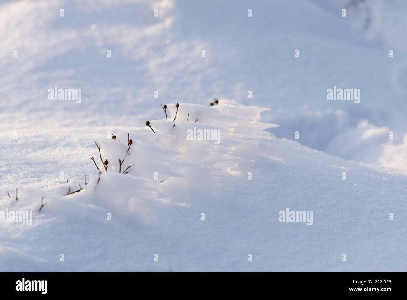 Les hanches roses sont couvertes de givre et de neige en hiver saison,italie Banque D'Images