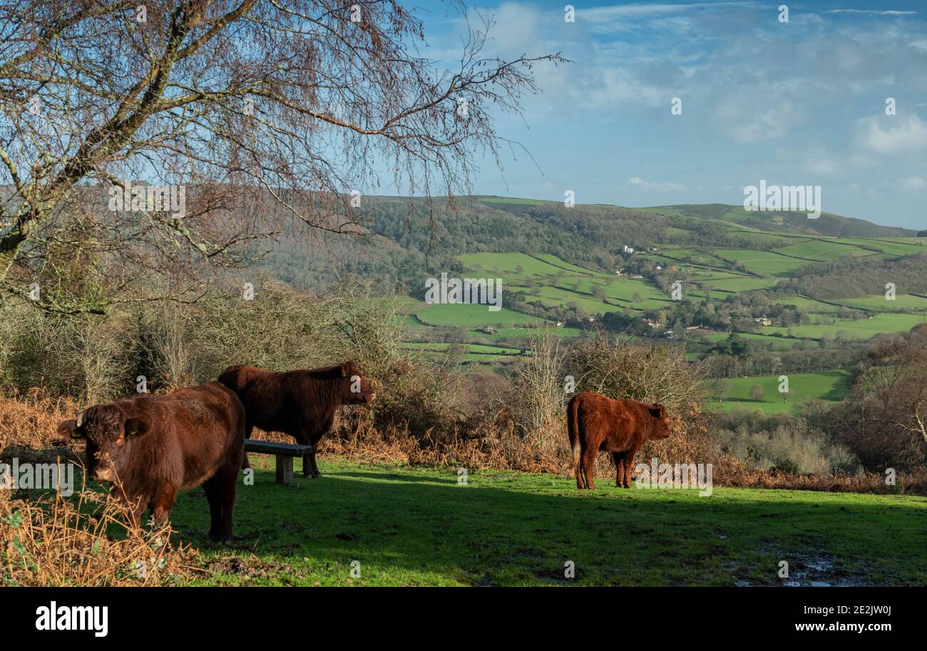 Le bétail Red Ruby Devon paître dans un vieux pâturage sur Crawter Hill, avec Selworthy Beyond. Exmoor, Somerset. Banque D'Images