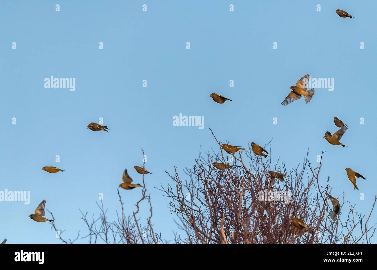 Greenfinches, Chloris chloris, arrivant en soirée à la tombée de la nuit. Dorset. Banque D'Images