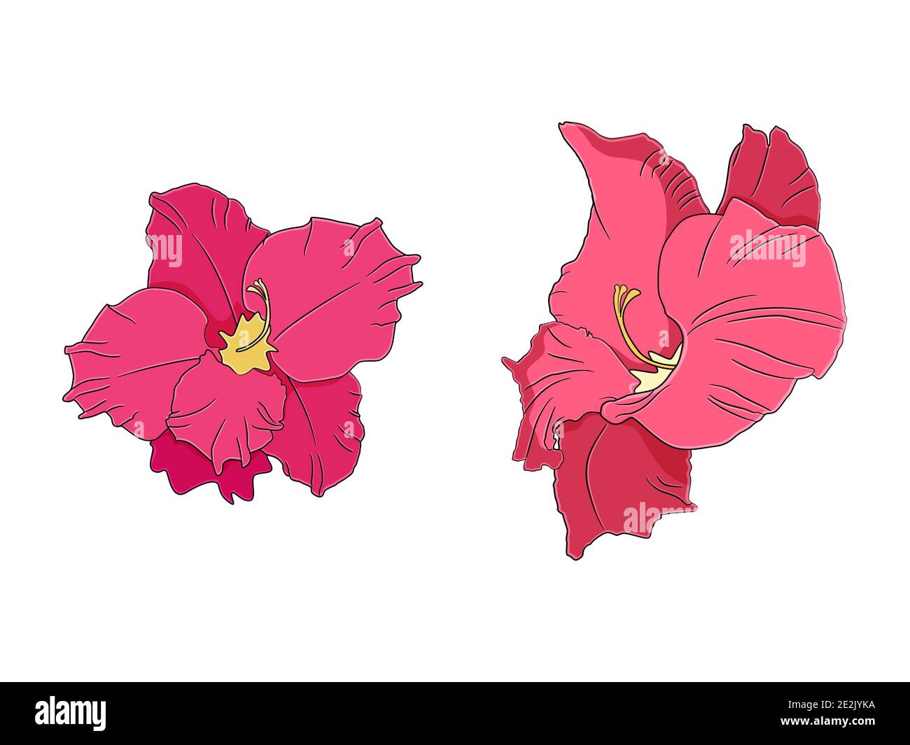 Fleurs Gladiolus dessinées à la main. Illustration vectorielle. Illustration de Vecteur