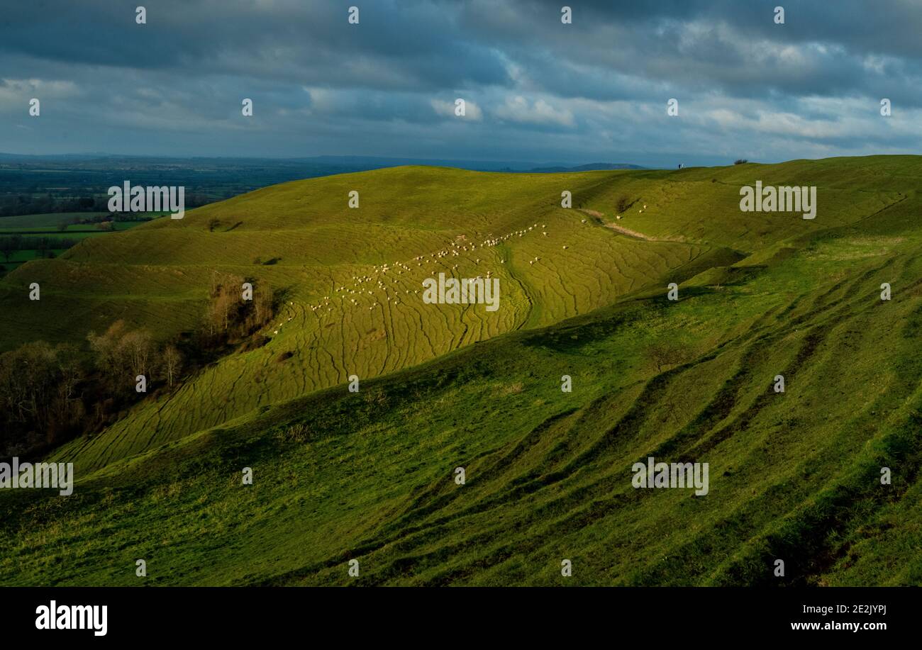 Moutons paissant sur la colline de Hambledon, un fort préhistorique de la colline de l'âge du fer, sur la craie dans le Dorset. Banque D'Images