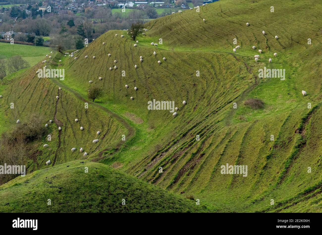 Moutons paissant sur la colline de Hambledon, un fort préhistorique de la colline de l'âge du fer, sur la craie dans le Dorset. Banque D'Images