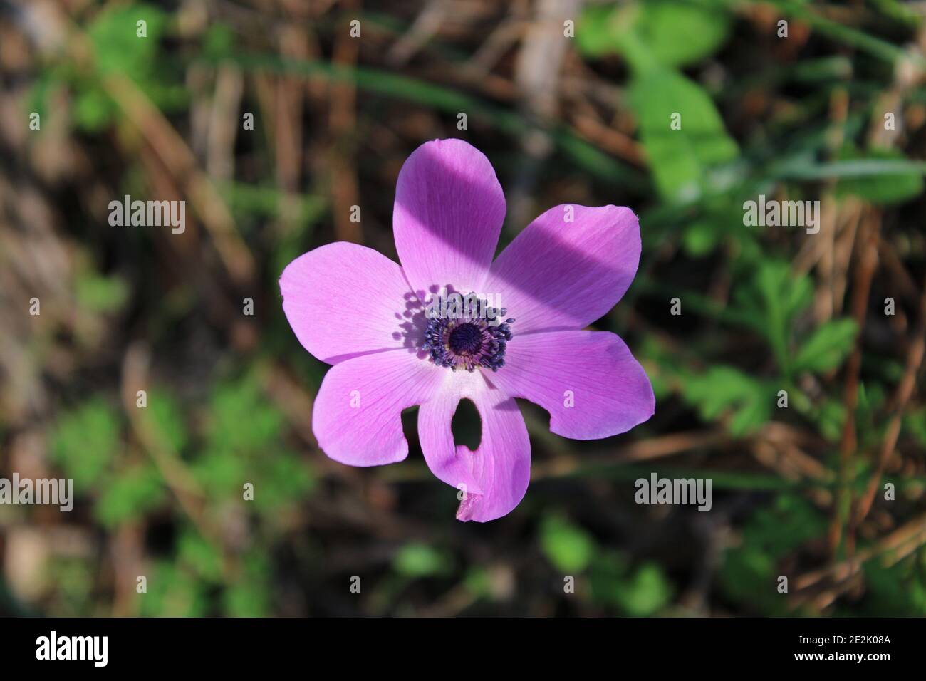 Anémone à feuilles larges, anémone d'étoiles, fleur de vent d'étoiles. Le nom latin est anemone hortensis. Banque D'Images