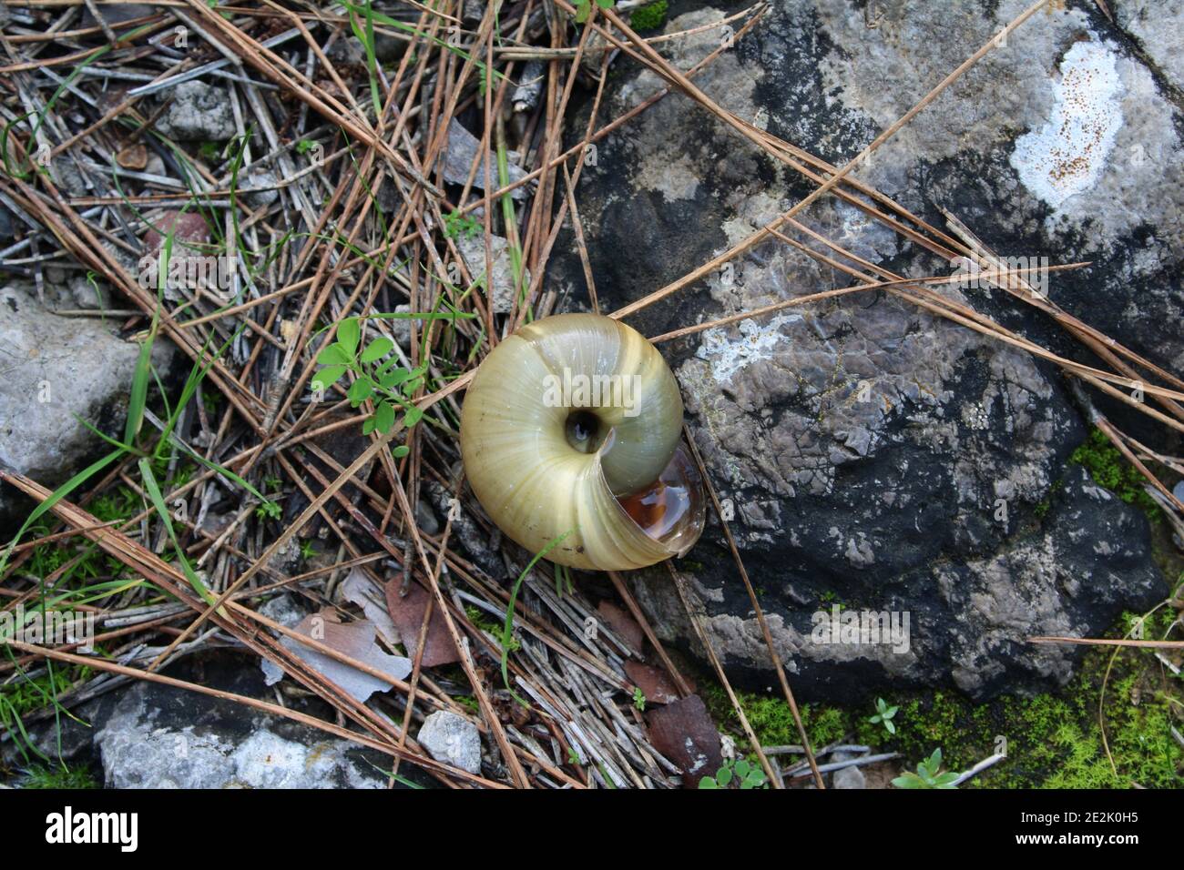 Coquille d'escargot parmi les falaises. Des vies qui dorment et deviennent vertes. Banque D'Images