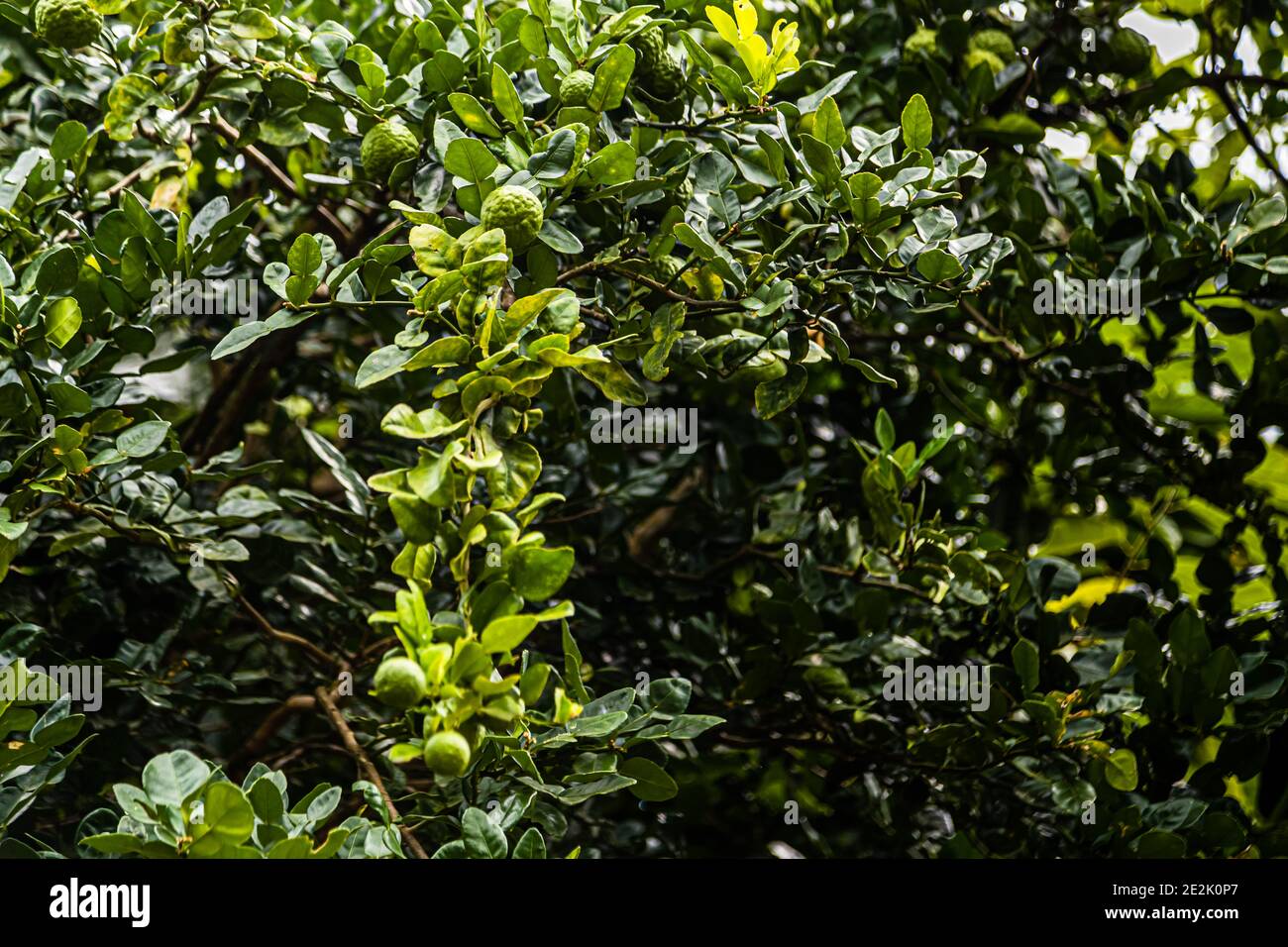 Un arbre de bergamote (Citrus bergamia) porte plusieurs petits fruits verts à peau bosselée parmi un feuillage dense dans le jardin aux épices du Belmont Estate près de Hermitage, Saint Patrick, Grenade. L'huile essentielle du fruit est utilisée, entre autres, pour aromatiser le thé Earl Grey. Banque D'Images