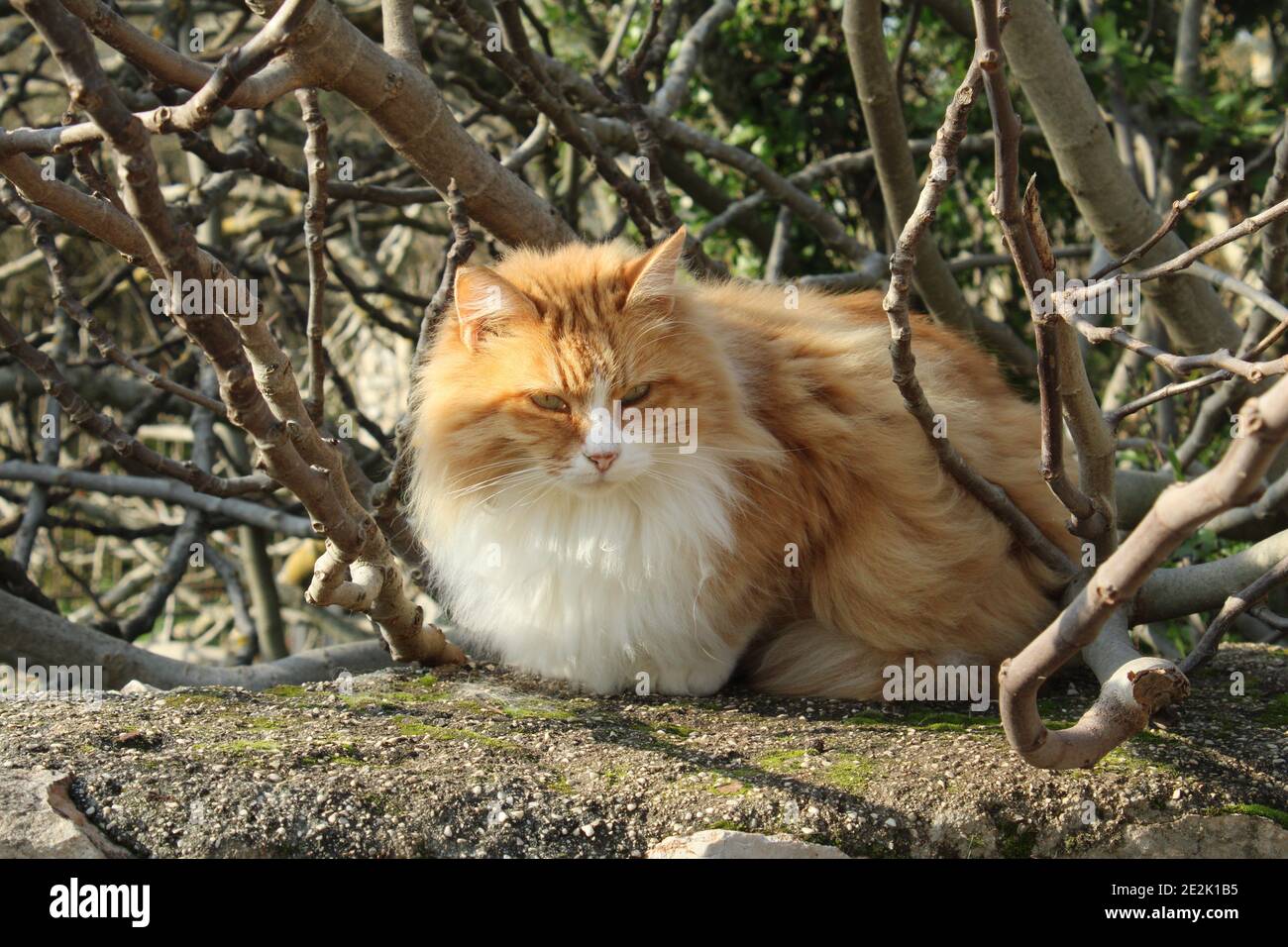 Un chat errant de tabby jaune/orange est un bain de soleil sur le mur. Banque D'Images