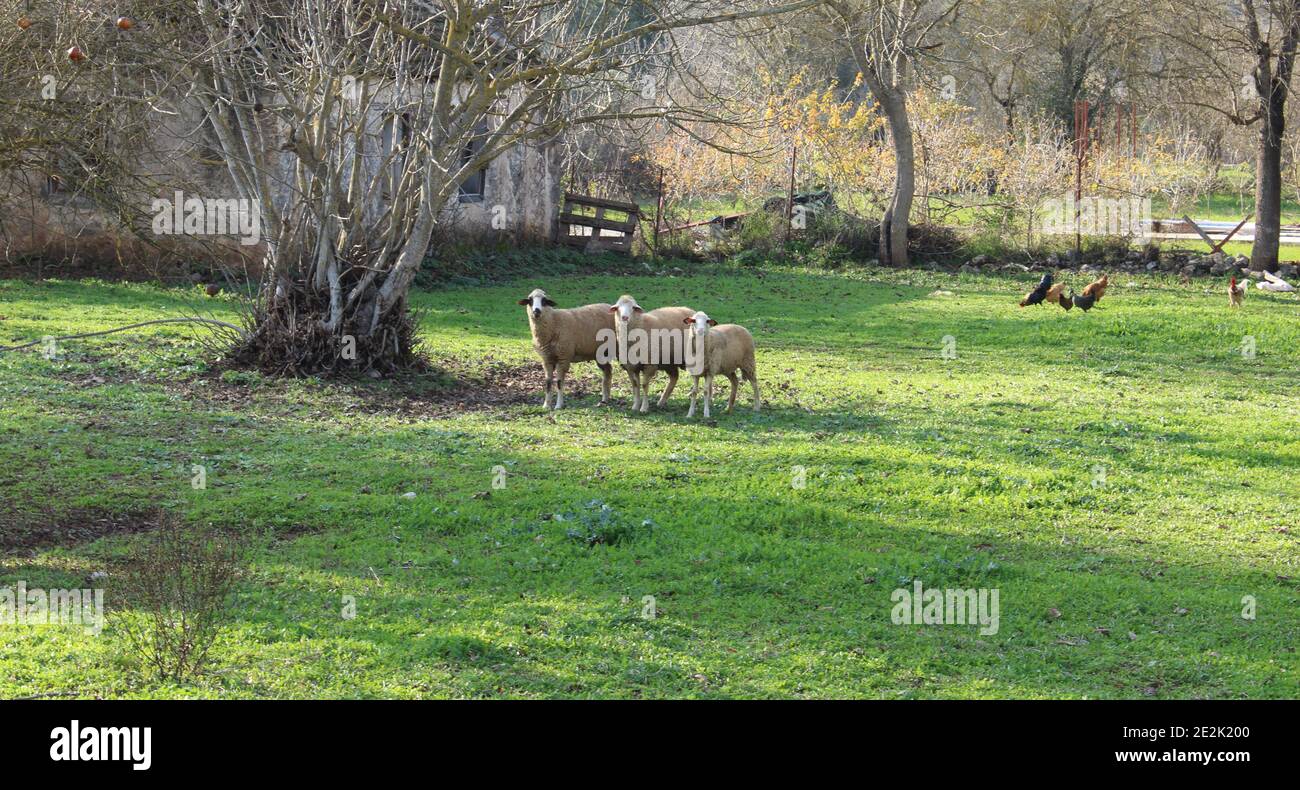 Famille des moutons anatoliennes au milieu de l'herbe. Bélier, mouton et agneau. Banque D'Images