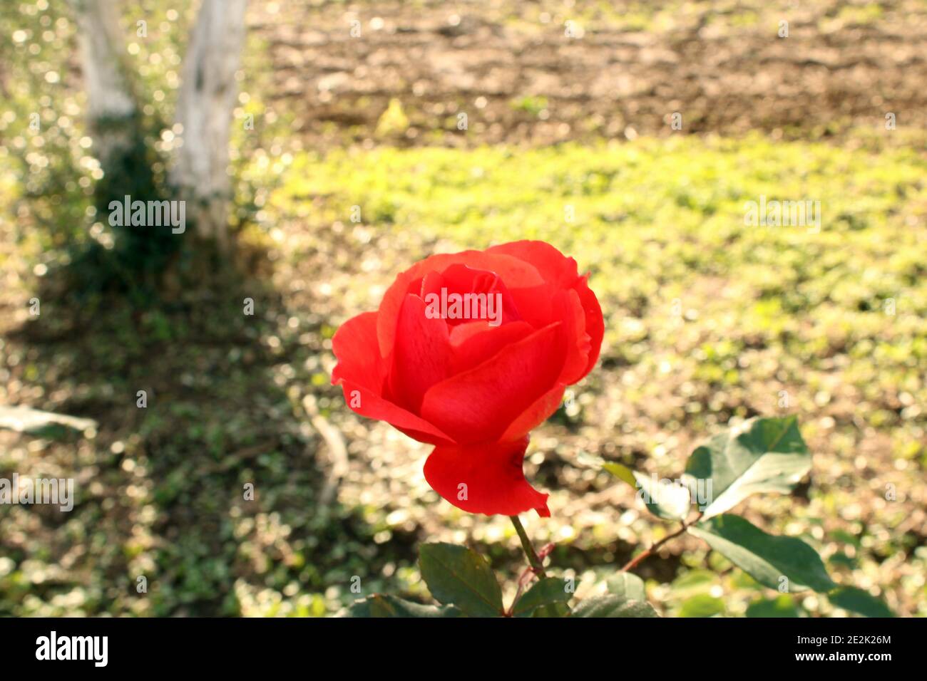 Un rosebud rouge vif. Rose rouge. Banque D'Images