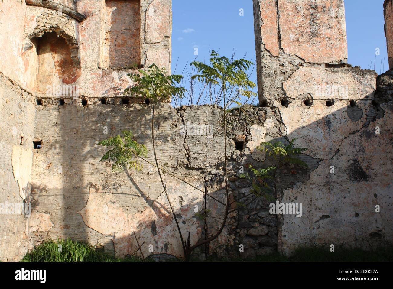 Un arbre poussant devant un mur à l'intérieur d'une maison effondrée. Banque D'Images