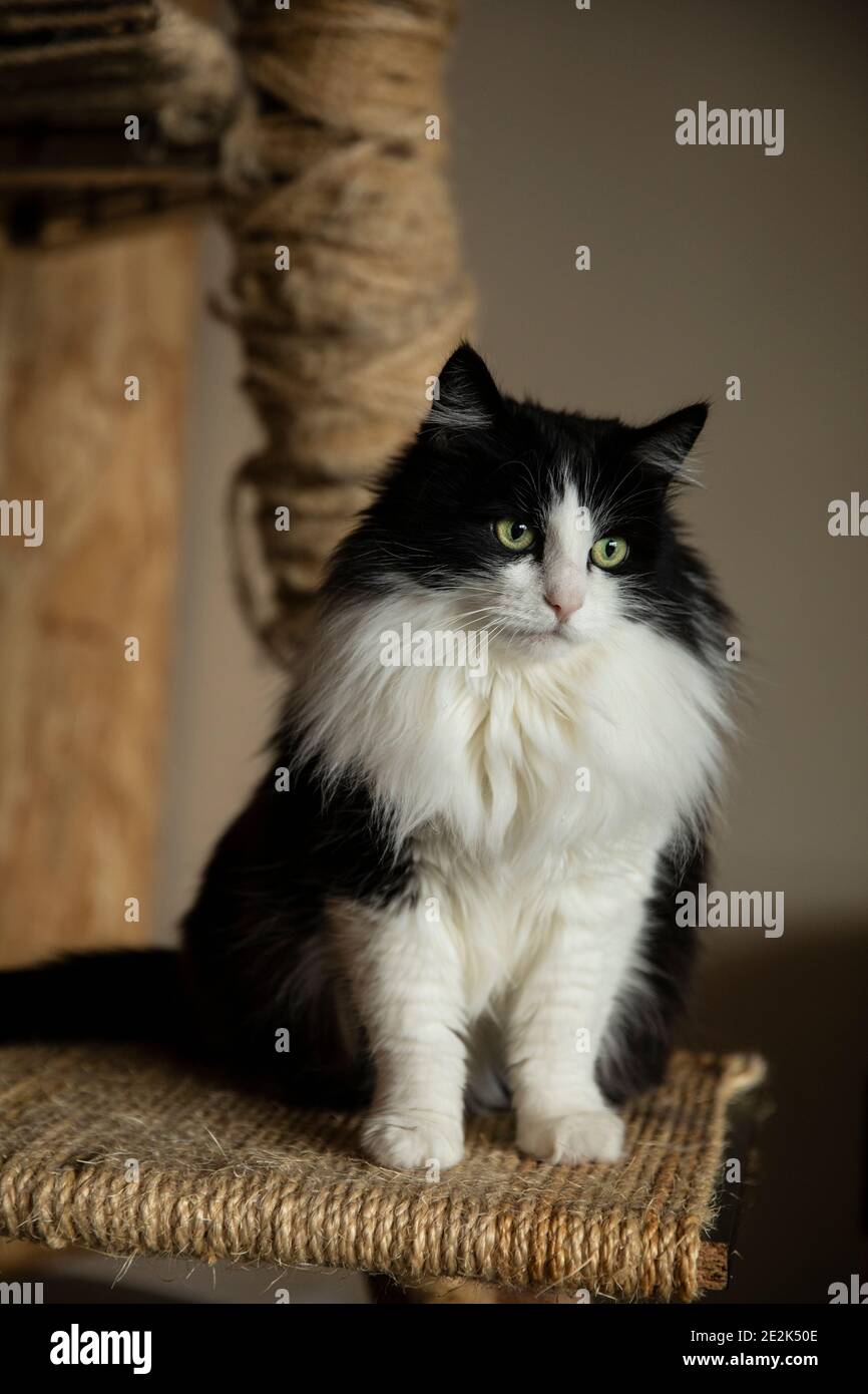 Un Beau Chat Noir Et Blanc A Poil Long Avec Des Yeux Verts Regardant Vers La Droite Tout En Etant Assis Sur Un Poteau De Griffure Dans Un Environnement De Maison Couleurs