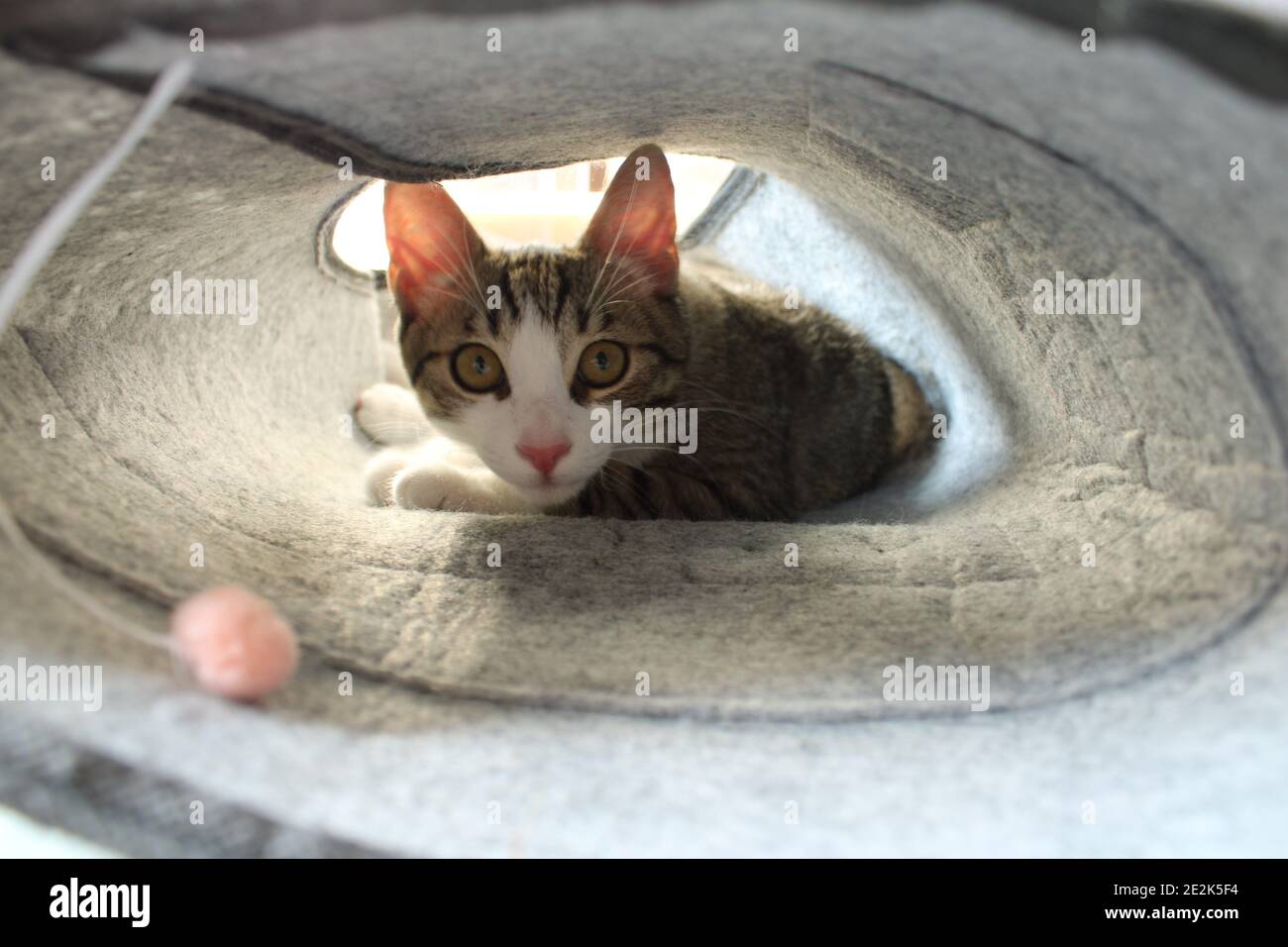 Un chat à l'intérieur du tunnel. Banque D'Images