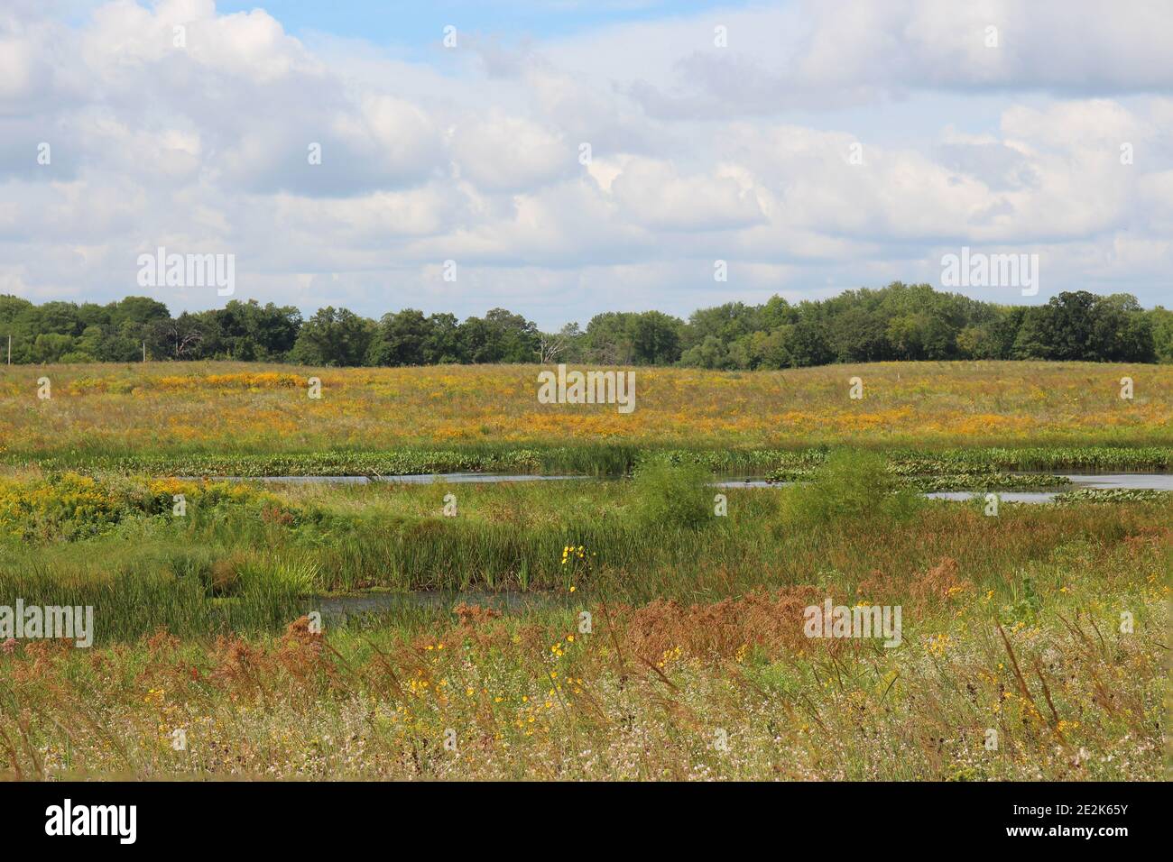 Une vaste prairie remplie de fleurs sauvages et de graminées entourant un étang menant aux bois lors d'une journée d'été à la réserve forestière de Pine Dunes à Antioch, I Banque D'Images