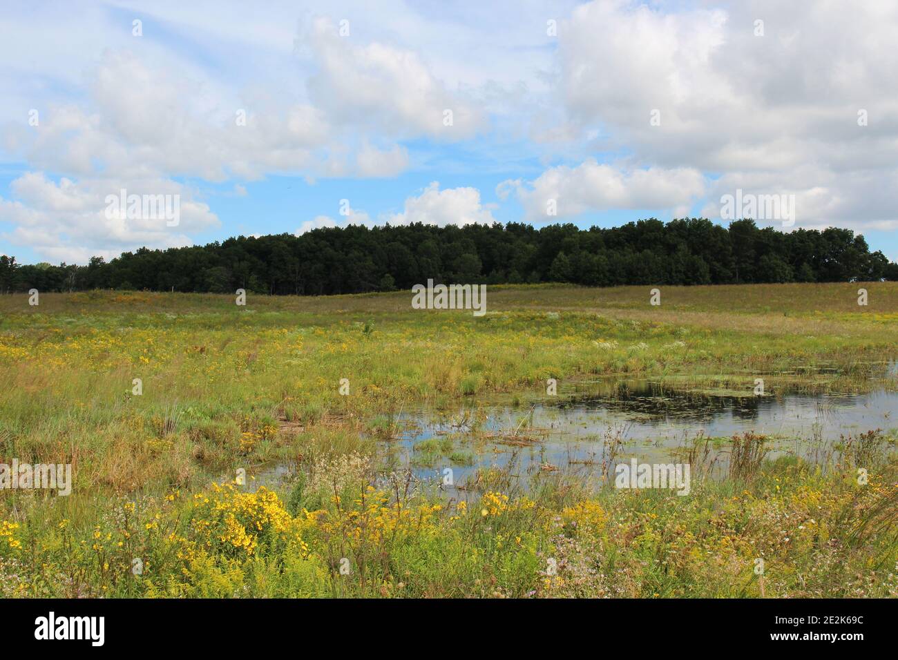 Une vaste prairie remplie de fleurs sauvages et de graminées entourant un étang menant aux bois lors d'une journée d'été à la réserve forestière de Pine Dunes à Antioch, I Banque D'Images