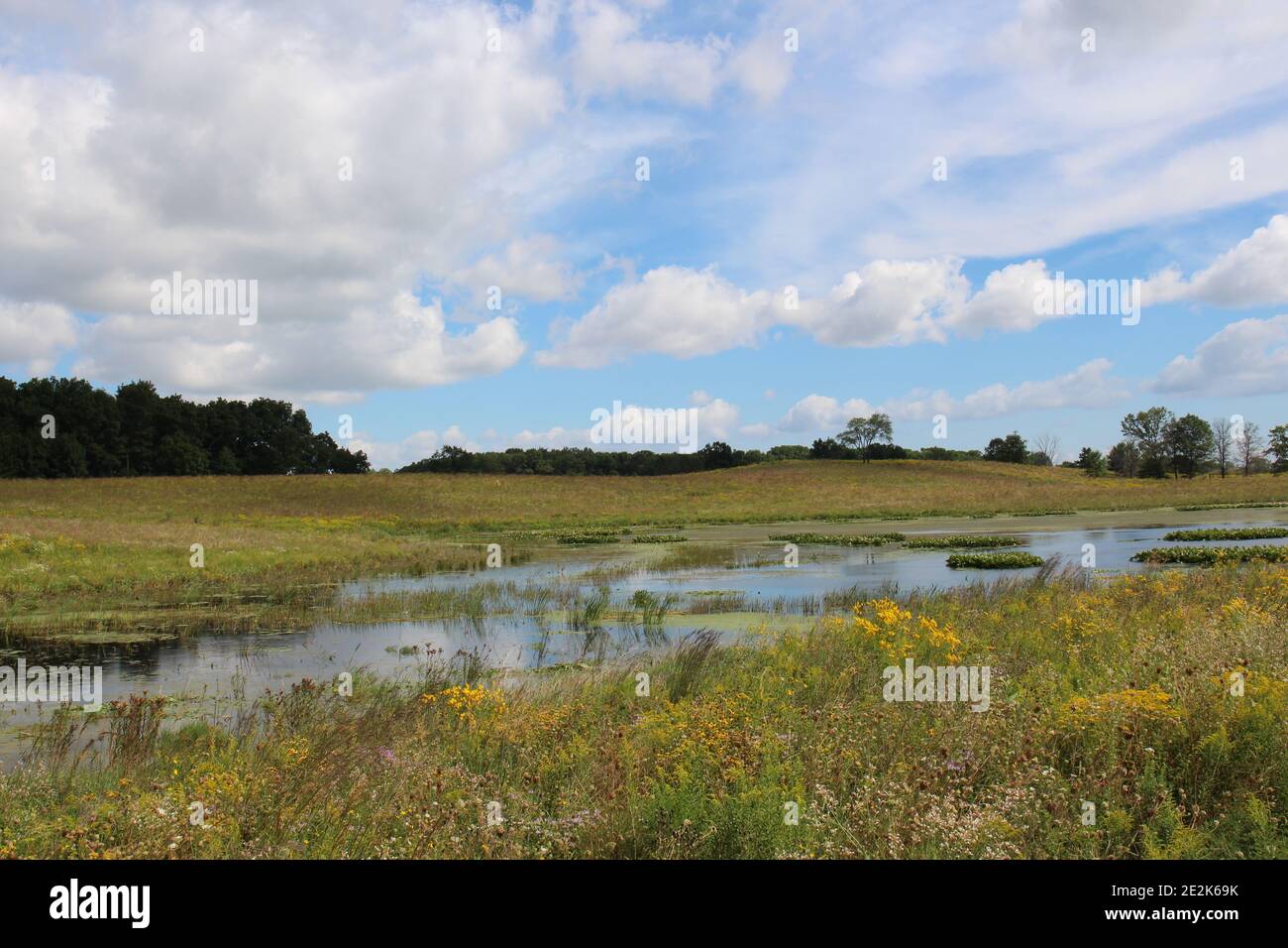 Une vaste prairie remplie de fleurs sauvages et de graminées entourant un étang menant aux bois lors d'une journée d'été à la réserve forestière de Pine Dunes à Antioch, I Banque D'Images