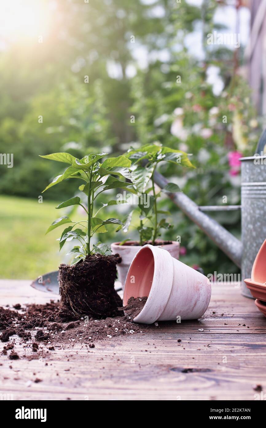 Banc de jardin extérieur avec des plantes de poivre et le sol se répande de la poterie d'argile devant un stand de plantes de hollyhock. Profondeur de champ extrêmement faible Banque D'Images