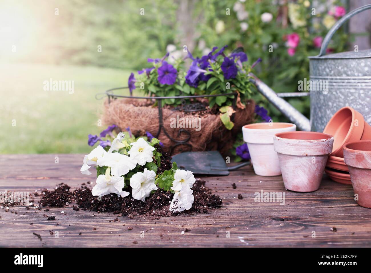 Banc de jardin extérieur avec fleurs pétunia blanches et violettes devant un stand de plantes hollyhock. Faible profondeur de champ avec mise au point sélective. Banque D'Images