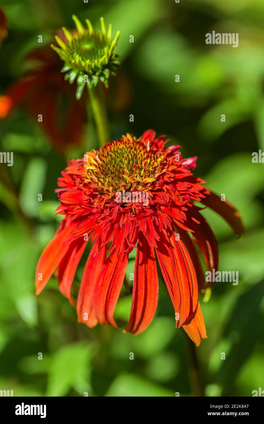 gros plan d'une tête de fleur d'échinacée chaude de papaye Banque D'Images