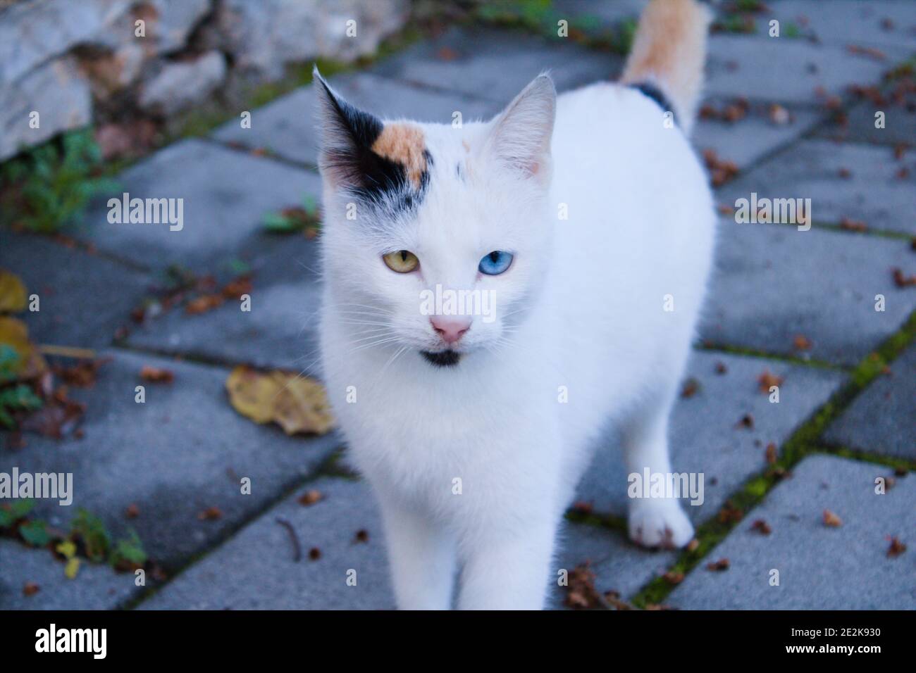 Un Chat Avec Deux Yeux De Couleurs Differentes Un Chat De Race Terrestre Distinctif Egalement Connu Sous Le Nom De Chats De Van Photo Stock Alamy