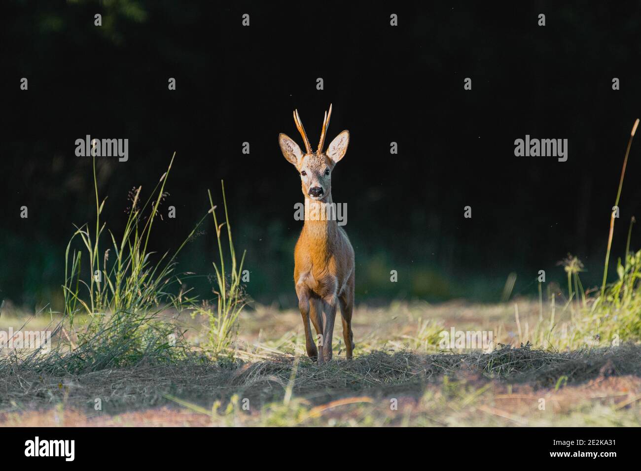 Gros plan d'un cerf debout sur le terrain en ligne droite Banque D'Images