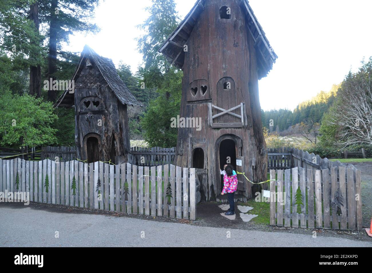 Le Shrine Drive-Thru Tree attire des visiteurs depuis des années. Situé à Myers Flat, à 6 kilomètres au sud du parc national Humboldt Redwoods Banque D'Images