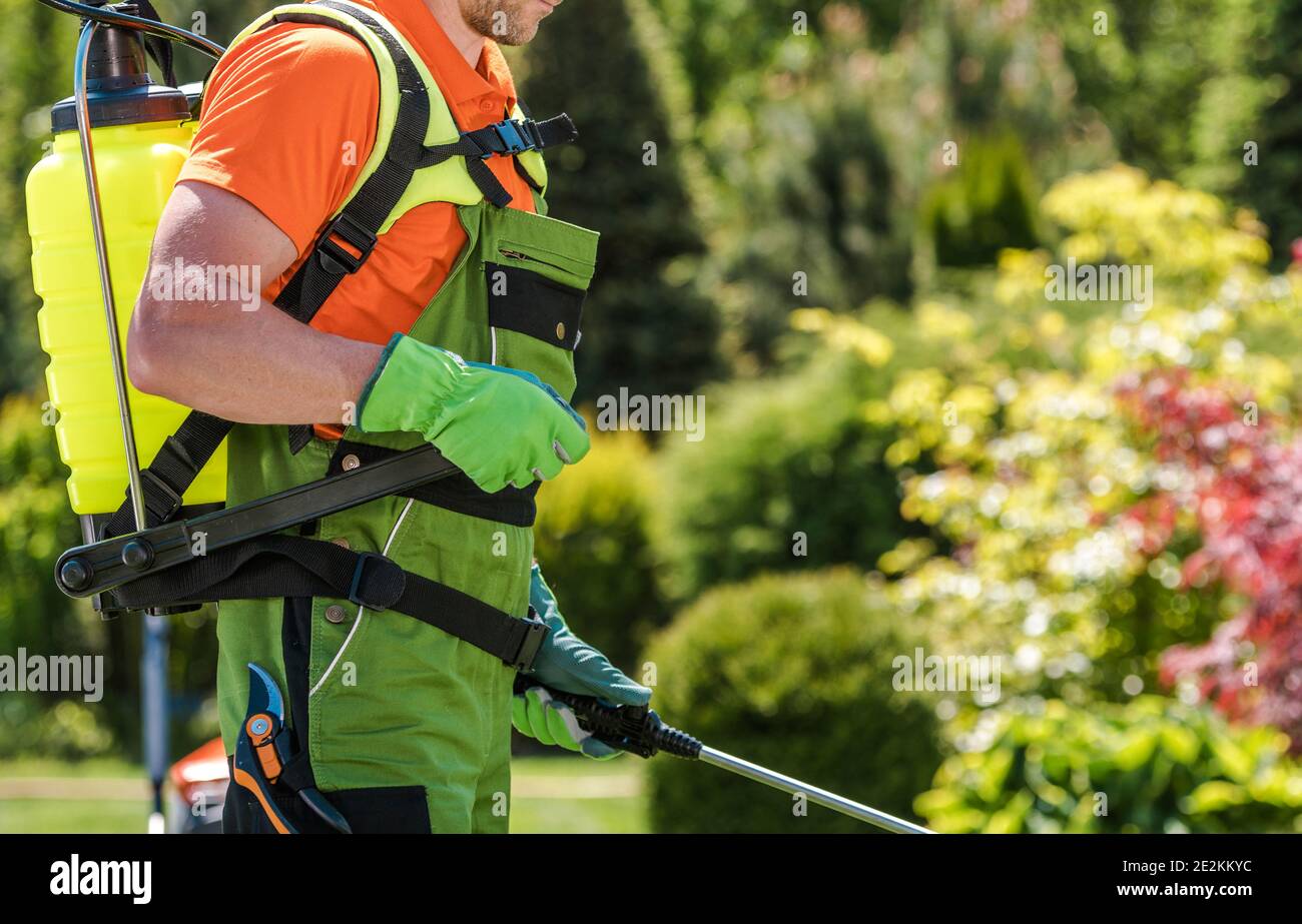 Processus de fertilisation des plantes exécuté par un jardinier professionnel de race blanche. Lutte contre les insectes du jardin. Banque D'Images