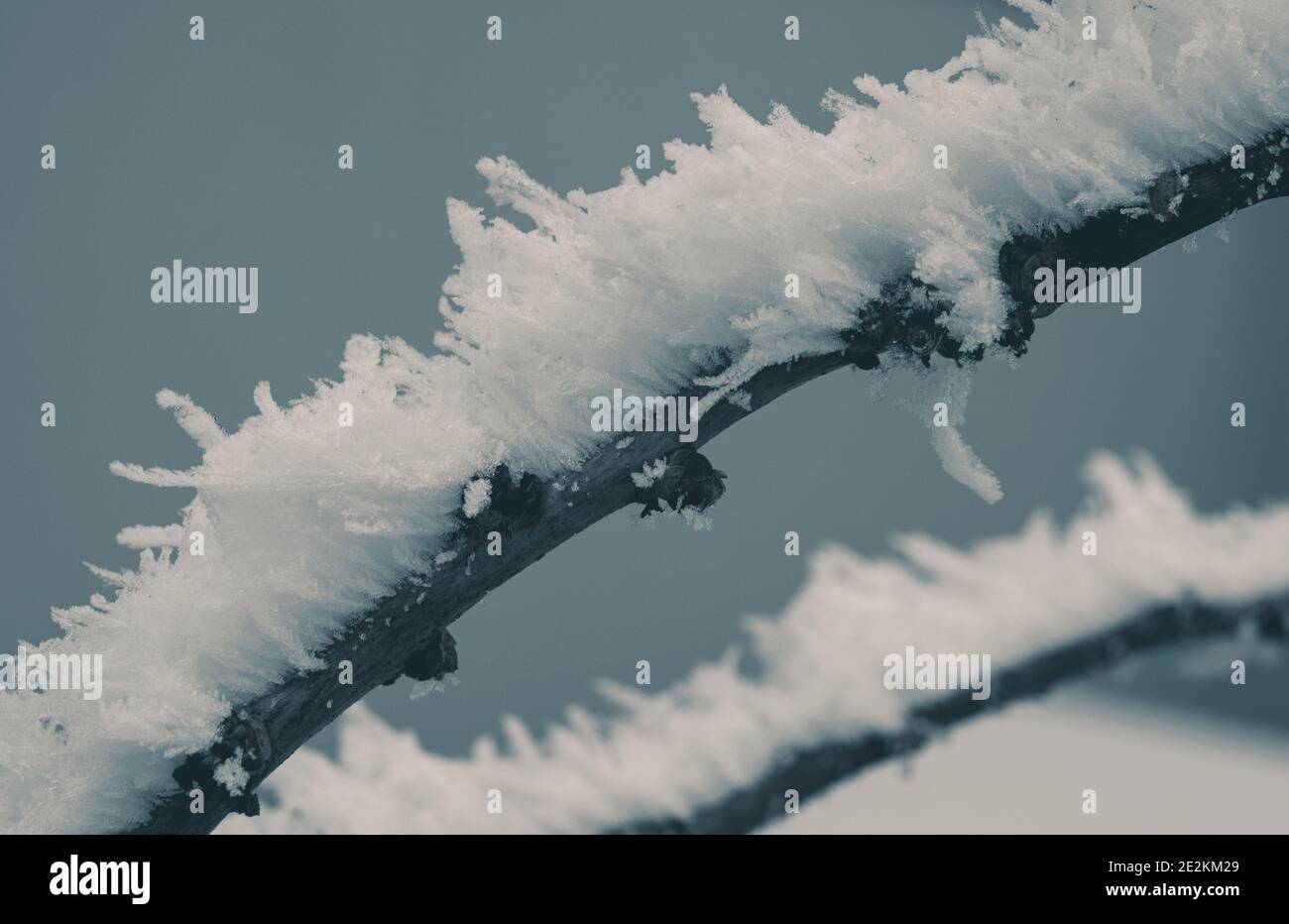 Températures hivernales extrêmement basses et gel sur la branche végétale gros plan nature thème. Banque D'Images