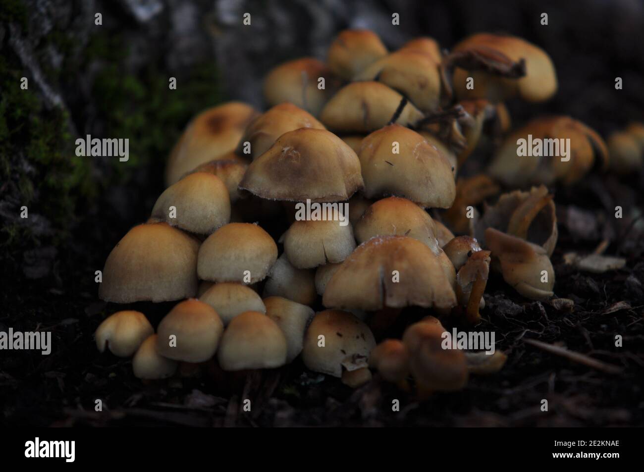 Champignons Banque D'Images