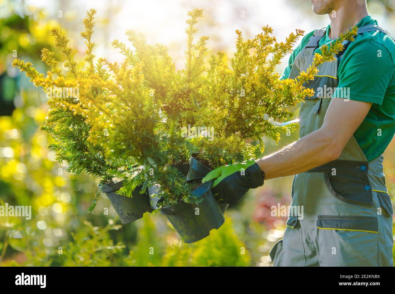 Hommes avec de nouveaux arbres décoratifs pour son jardin. Jardiniers transportant des plantes. Thème du magasin de jardinage et d'aménagement paysager. Banque D'Images