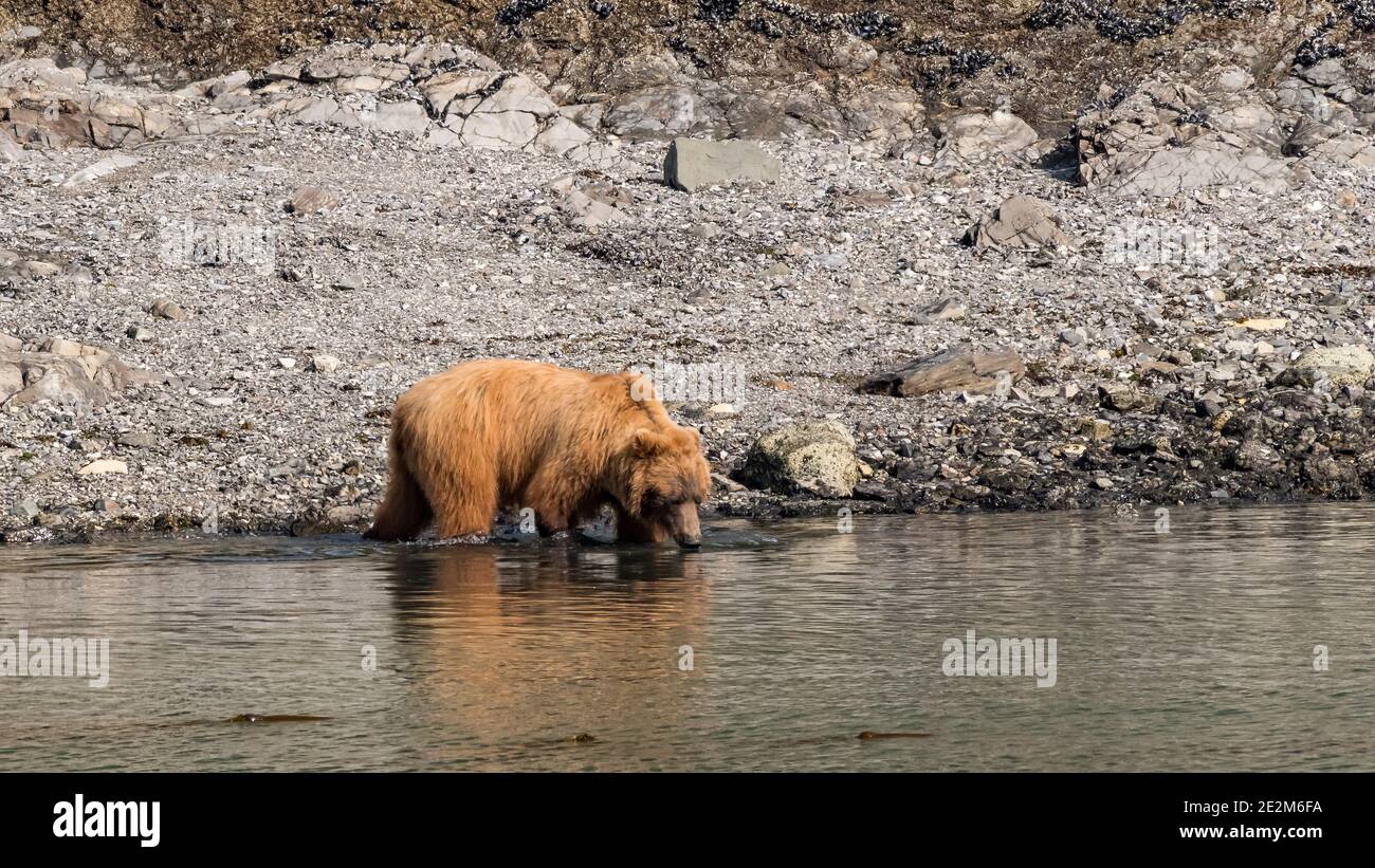 Une femelle adulte de la côte brun ou grizzli (Ursus arctos horribilis) cherche de la nourriture le long du bord de l'eau en Alaska. Banque D'Images