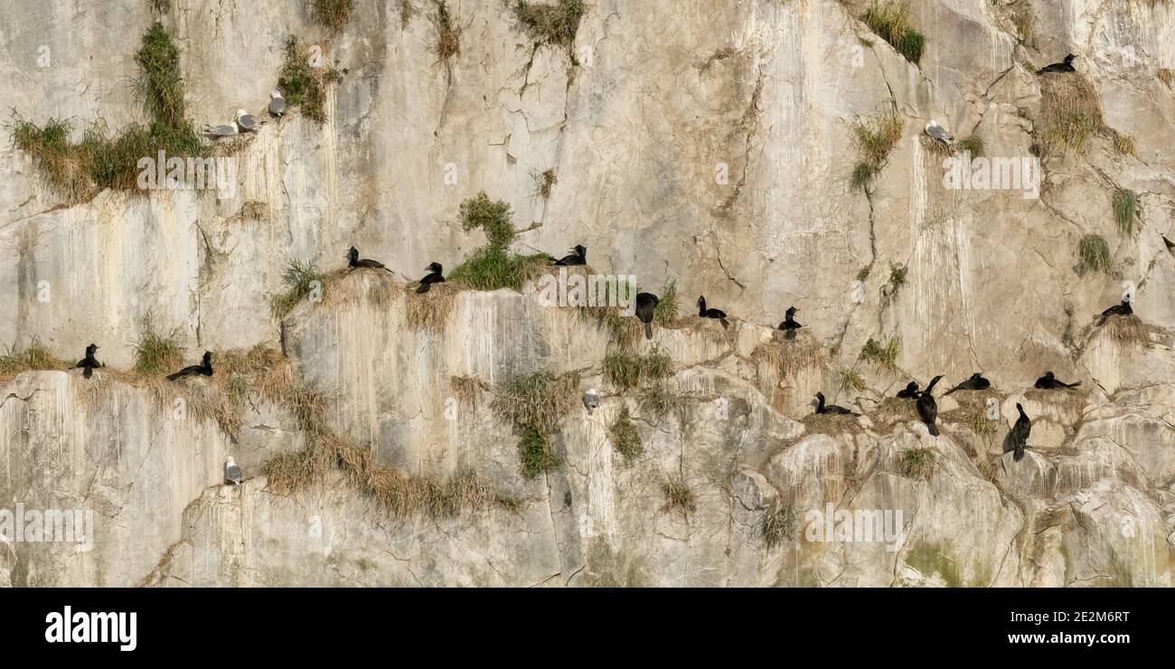 Les Cormorans pélagiques (Phalacrocorax pelagicus) et les Kittiwets à pattes noires (Rissa tridactyla) nichent sur les falaises du sud-est de l'Alaska. Banque D'Images