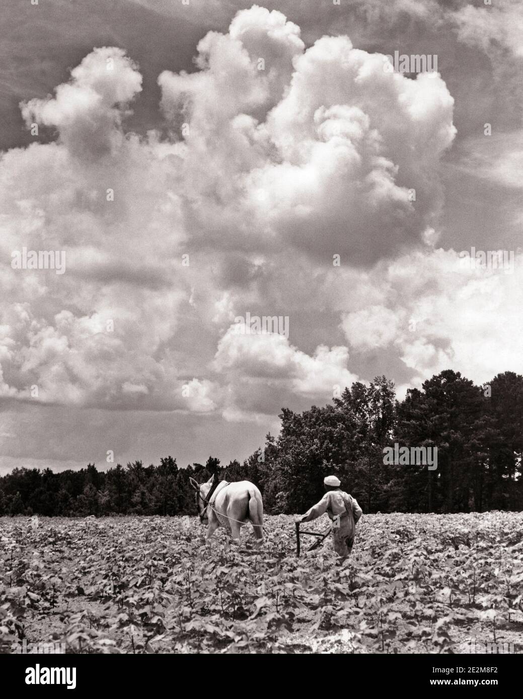 HOMME AFRO-AMÉRICAIN DES ANNÉES 1930 TRAVAILLANT AVEC UN CULTIVATEUR EN COTON TIRÉ PAR DES CHEVAUX CHAMP PRÈS DE GREENVILLE ALABAMA USA - C673 HAR001 HARS AGRICULTURE B&W AMÉRIQUE DU NORD COMPÉTENCES PROFESSIONNELLES NORD-AMÉRICAINES MAMMIFÈRES COMPÉTENCES ÉLEVÉES ANGLE FORCE AFRO-AMÉRICAINS AGRICULTEURS AFRO-AMÉRICAINS ORIGINE NOIRE MAIN-D'ŒUVRE ATTIRÉE PAR L'EMPLOI PRÈS DES PROFESSIONS LES CULTURES DES EMPLOYÉS DU SUD DU SHARECROPPER SONT DES MAMMIFÈRES DE CROISSANCE DE GREENVILLE NOIR ET BLANC MULE HAR001 LABOURANT LES AFRO-AMÉRICAINS À L'ANCIENNE Banque D'Images
