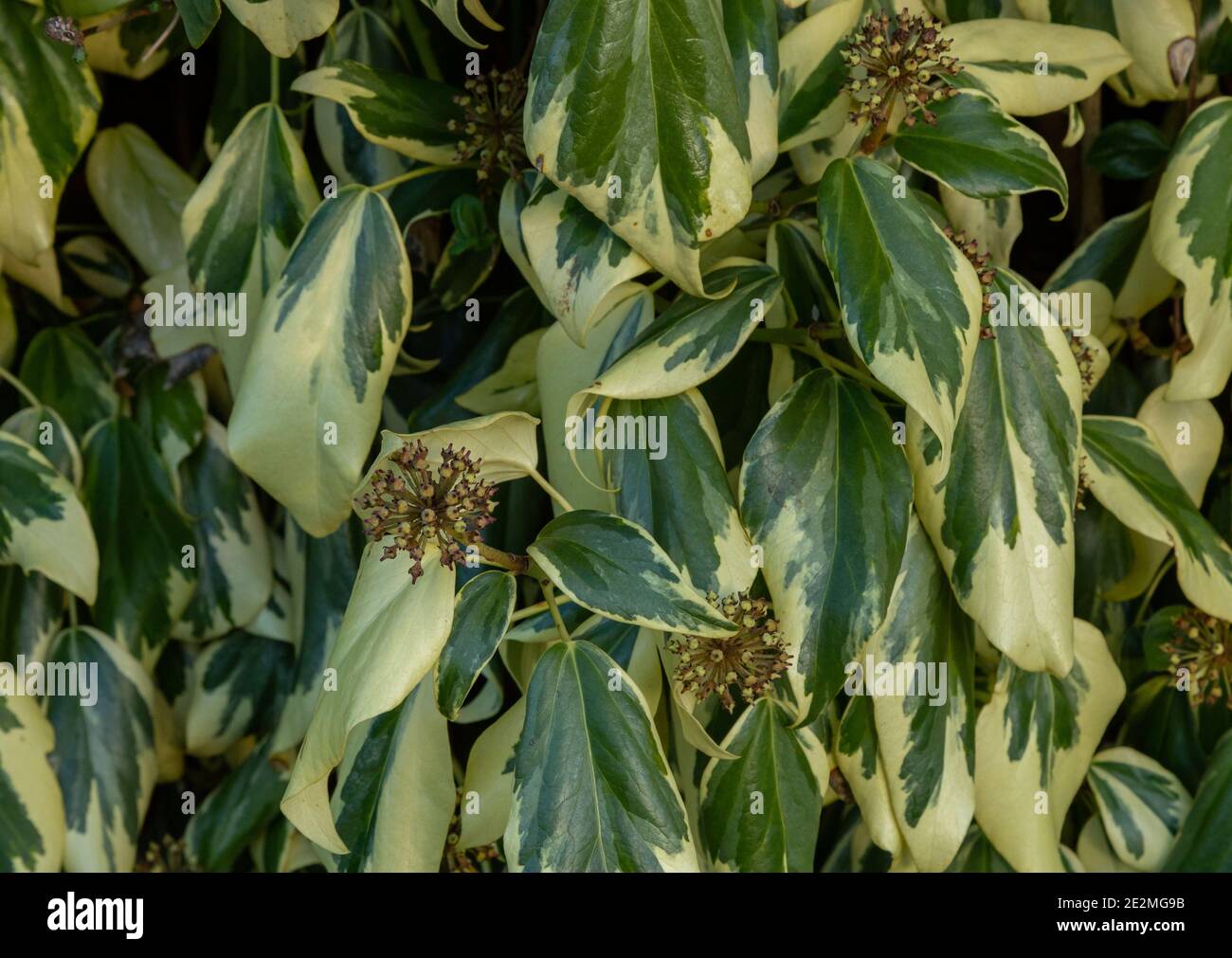 Hedera Colchica Dentata Variegata Banque D'Images
