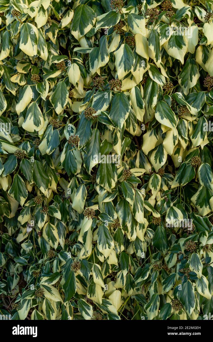 Hedera Colchica Dentata Variegata Banque D'Images