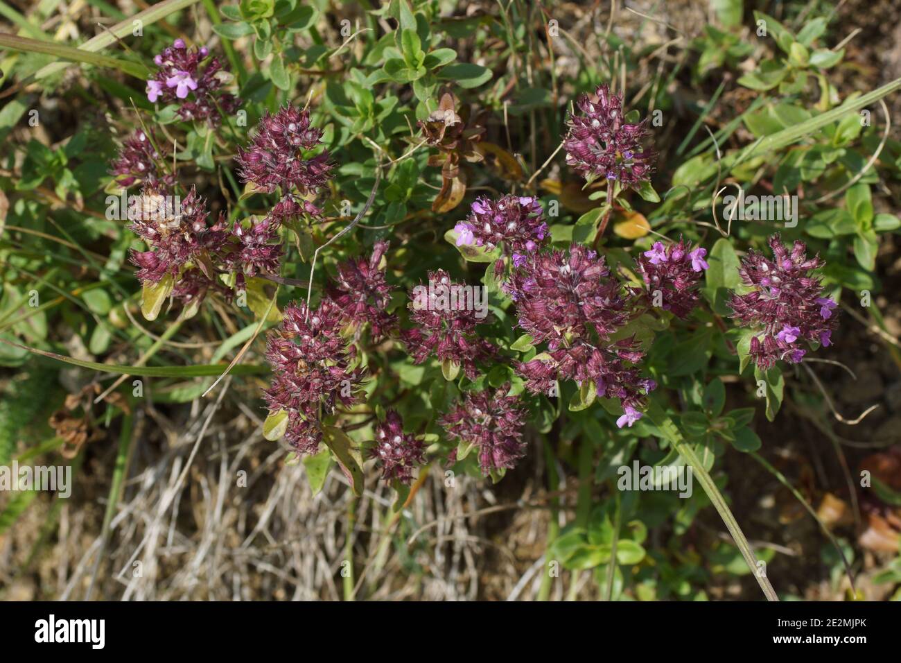 Thymus nummularius dans l'habitat naturel. Passez Gumbashi, dans les montagnes du Caucase, en Russie. Banque D'Images
