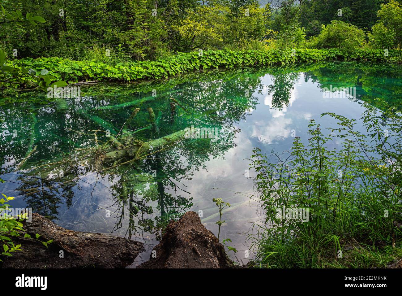 Grands arbres déchus submergés dans un lac entouré de forêts verdoyantes et de collines, Parc national des lacs de Plitvice, classé au patrimoine mondial de l'UNESCO en Croatie Banque D'Images