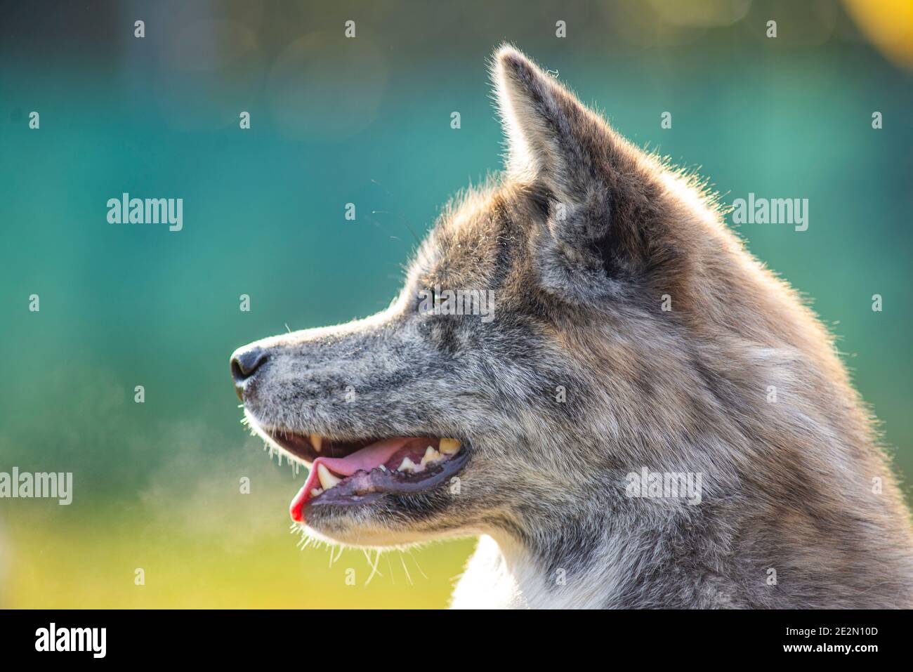 Portrait du chien japonais Akita. Banque D'Images