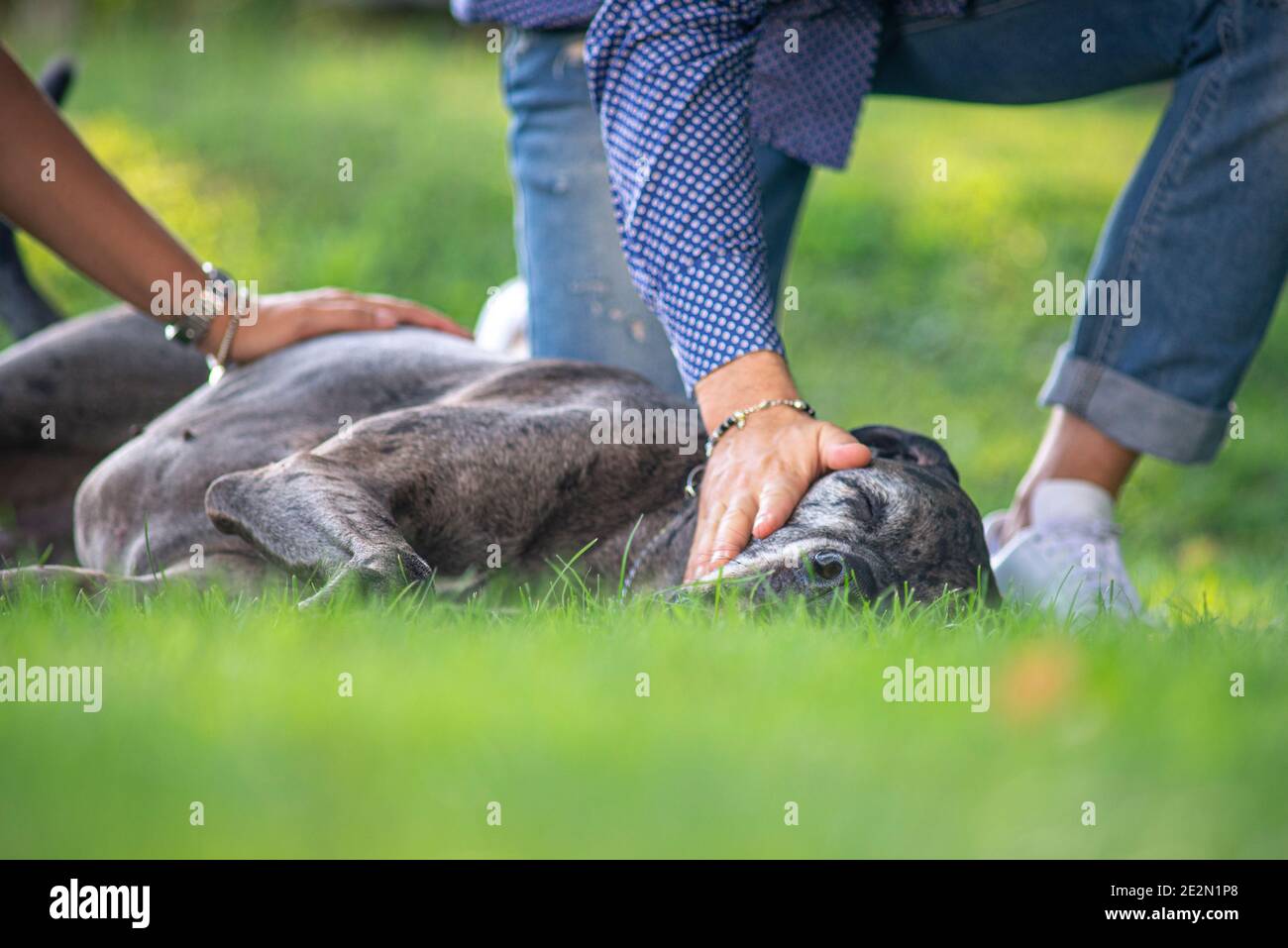 Gros plan des propriétaires caressant leur grand chien allongé sur l'herbe. Concept de dire Au revoir aux animaux de compagnie Banque D'Images