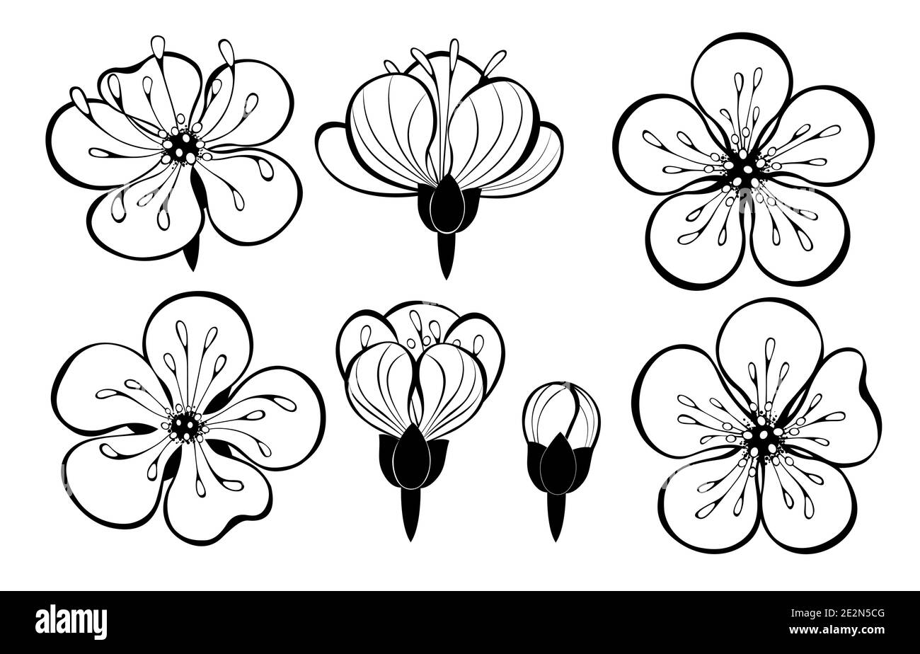 Tatouage Cerise Noir Et Blanc Tatouage de fleurs de cerisier Banque d'images vectorielles - Alamy
