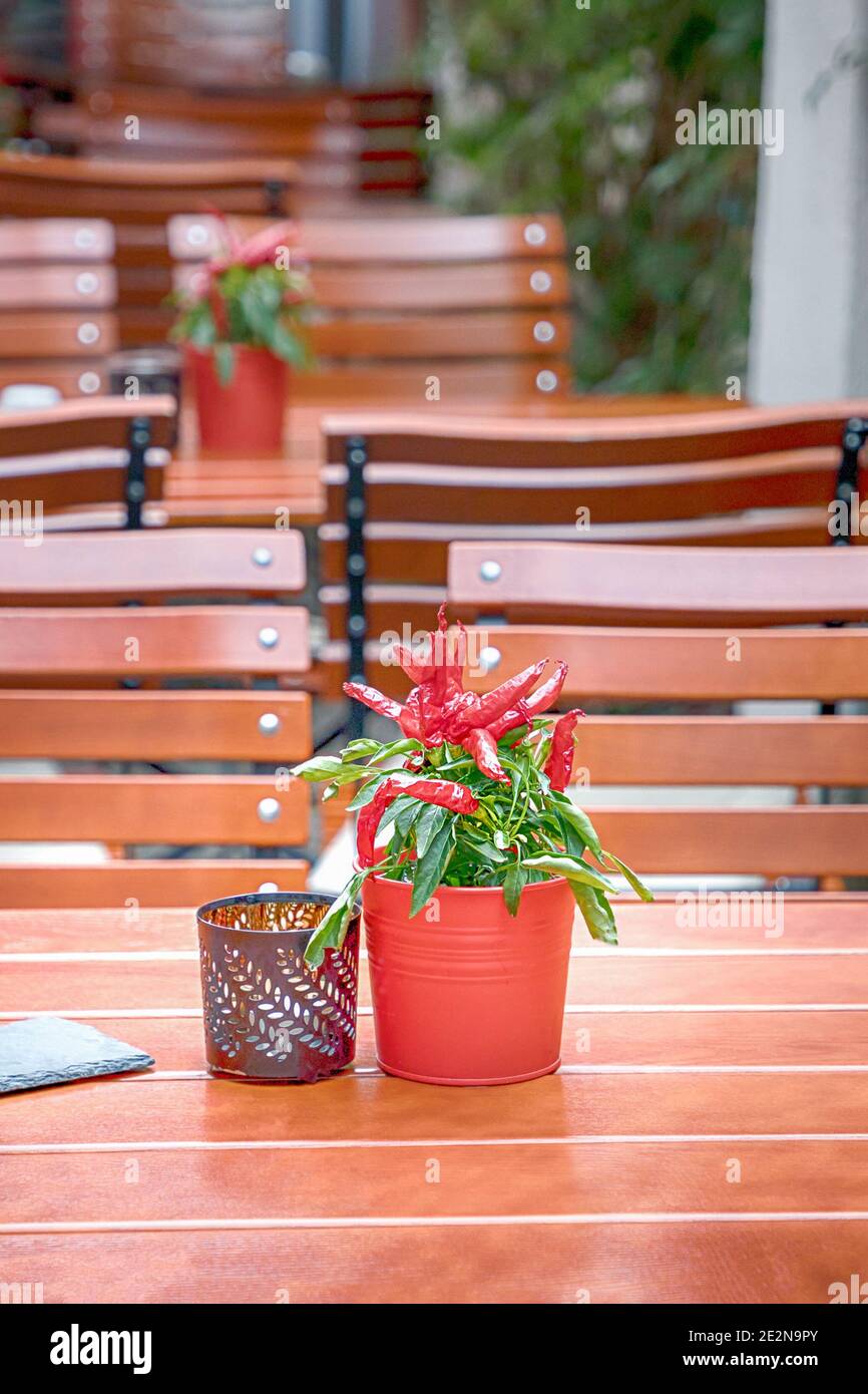 Piments rouges en pots. Rue café, intérieur. Détails. Erfurt, Allemagne Banque D'Images