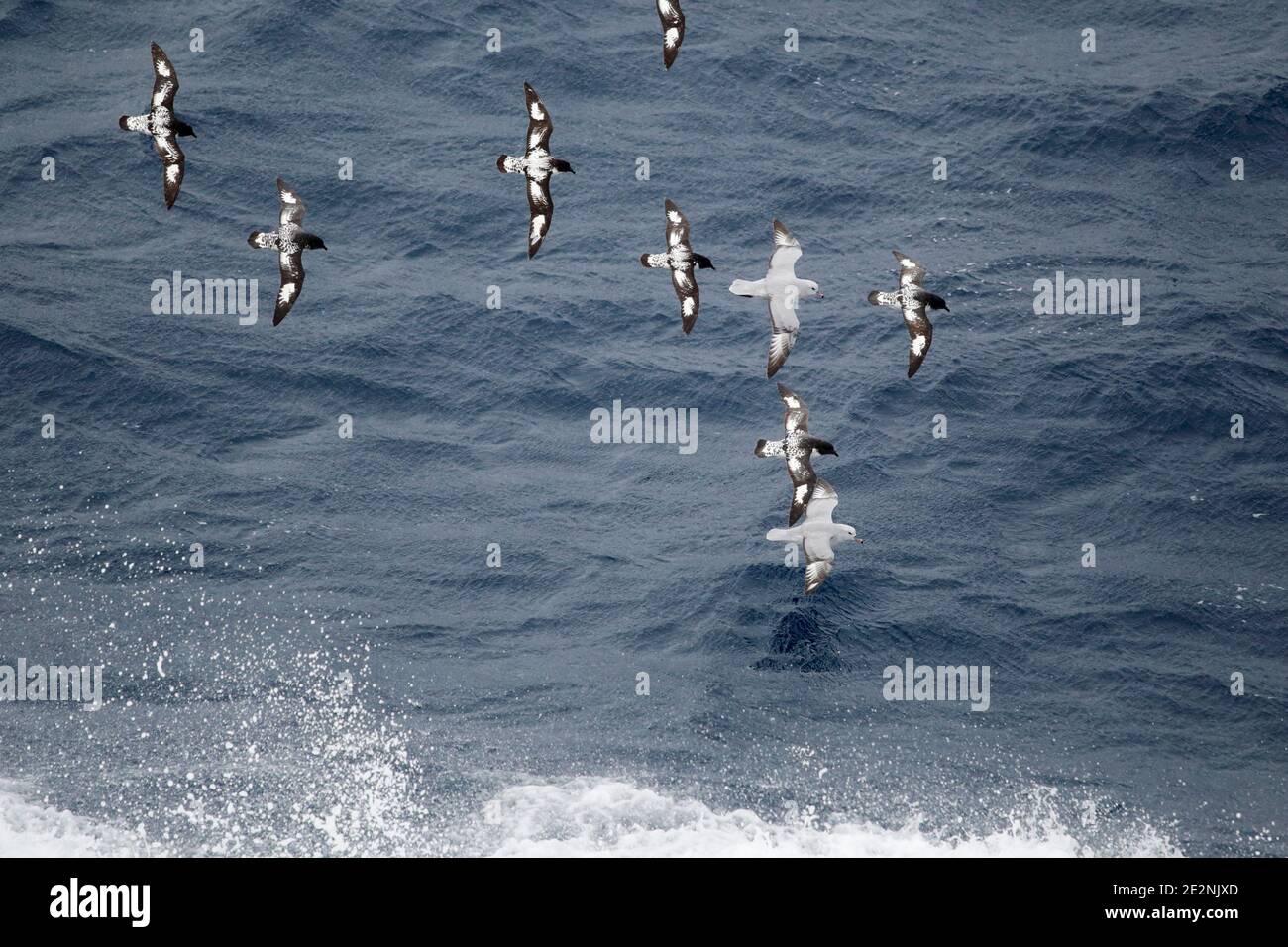 Fulmars du Sud (Fulmarus glacialoides) et Cap Pétrels (Daption capense), en vol au-dessus de la mer de Scotia, îles Shetland du Sud, Antarctique 14 déc Banque D'Images