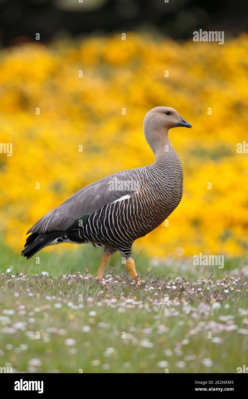 Upland Goose (Chloephaga picta), femelle, debout dans des pâquerettes, gorge derrière, West point, îles Falkland, 3 décembre 2015 Banque D'Images