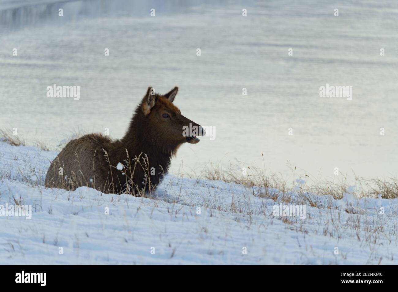 Elk Calf près de la rivière dans Elk refuge Jackson Hole In L'hiver appelle la mère Banque D'Images