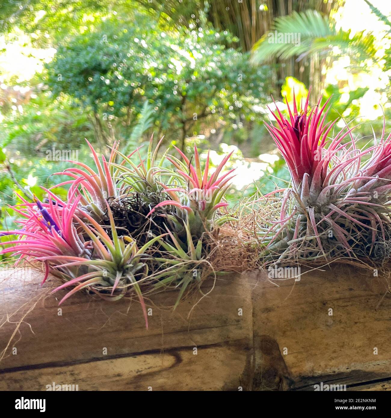 Une vue macro d'une usine d'air colorée attachée à un rail en bois dans un jardin botanique tropical en Floride. Banque D'Images