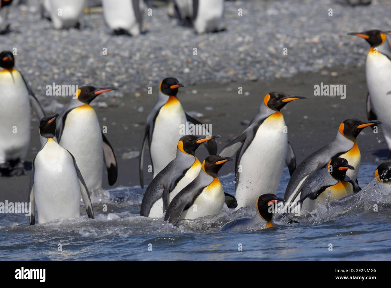 King Penguins (Aptenodytes patagonica), groupe entrant dans la mer depuis la plage de la plaine de Salisbury, Île de Géorgie du Sud 7 décembre 2015 Banque D'Images